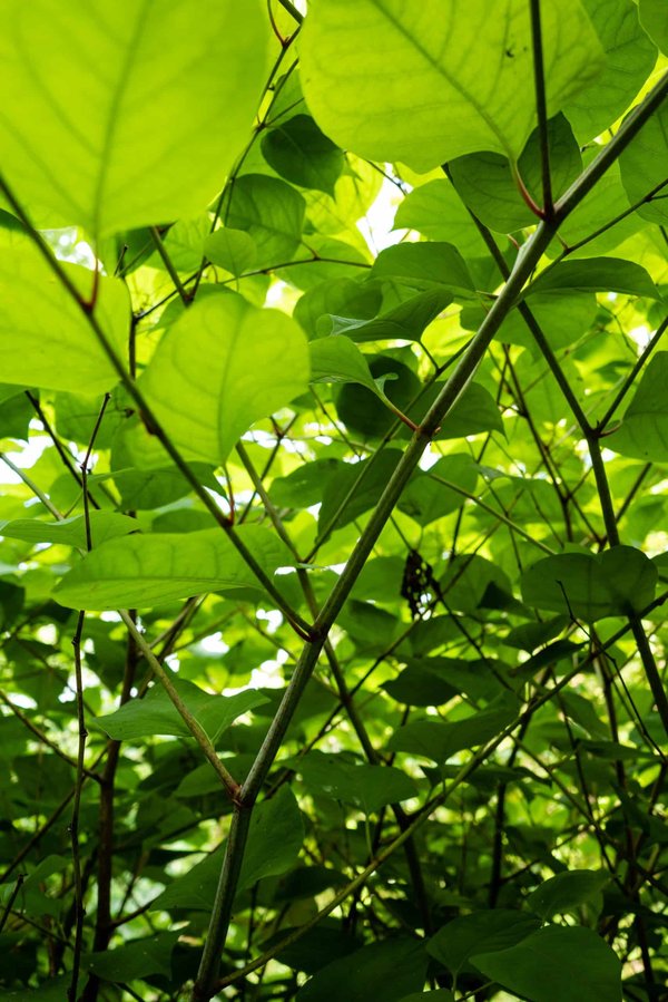 Comment créer des tests d'intrusion automatisés pour une application web?